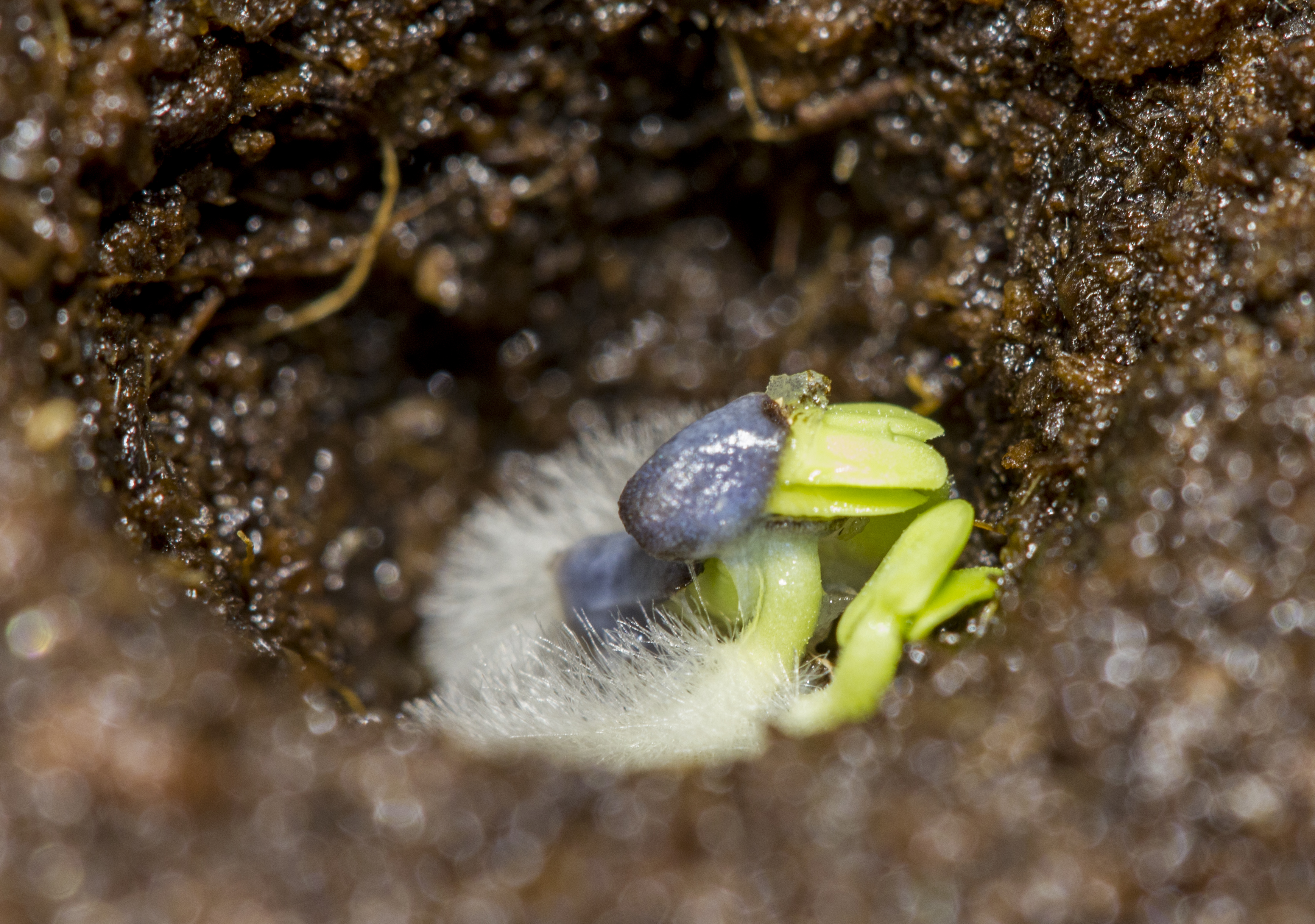 Prégermination de basilic ©SEMAE- Paul Dutronc