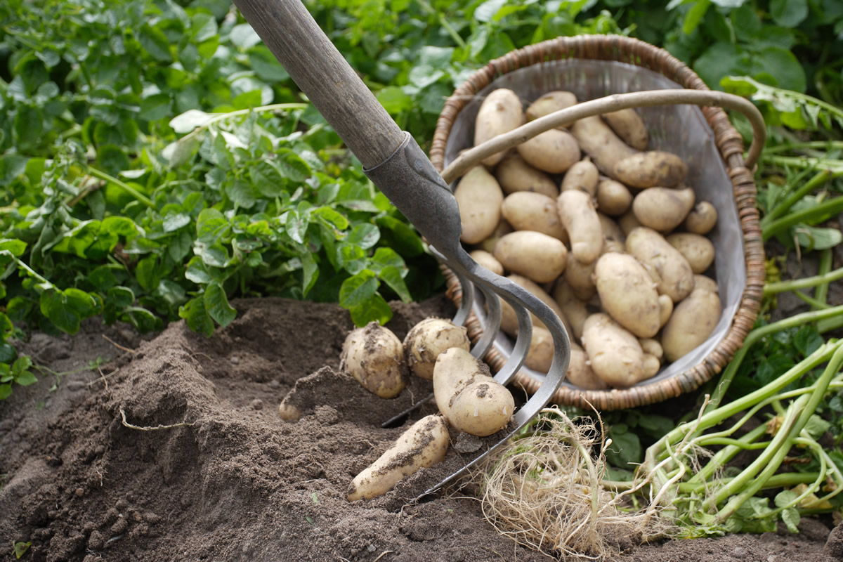 Récolte de pommes de terre au potager © Gnis-Yves Lanceau