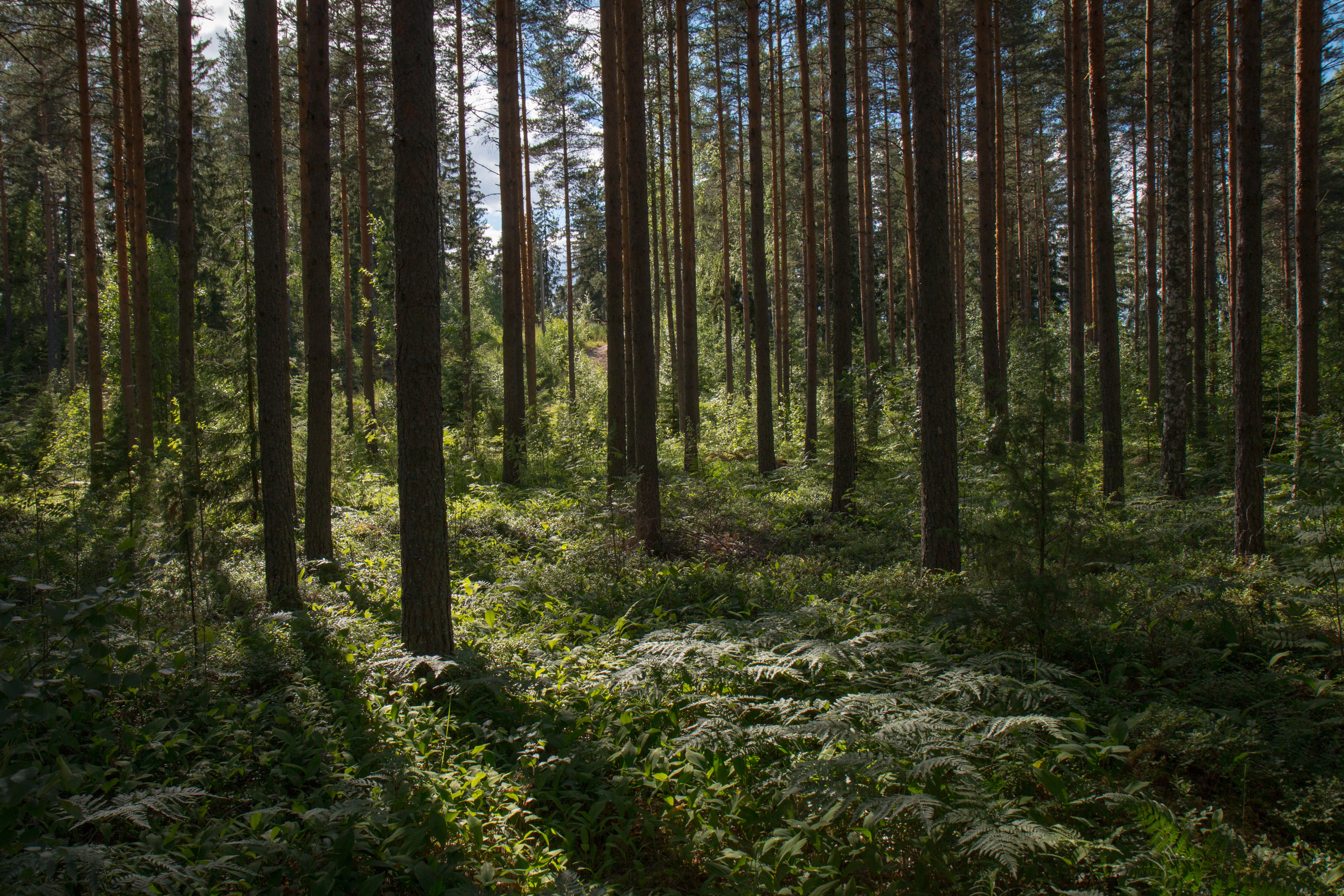 Les arbres se parlent ©Unsplash-Rural explorer