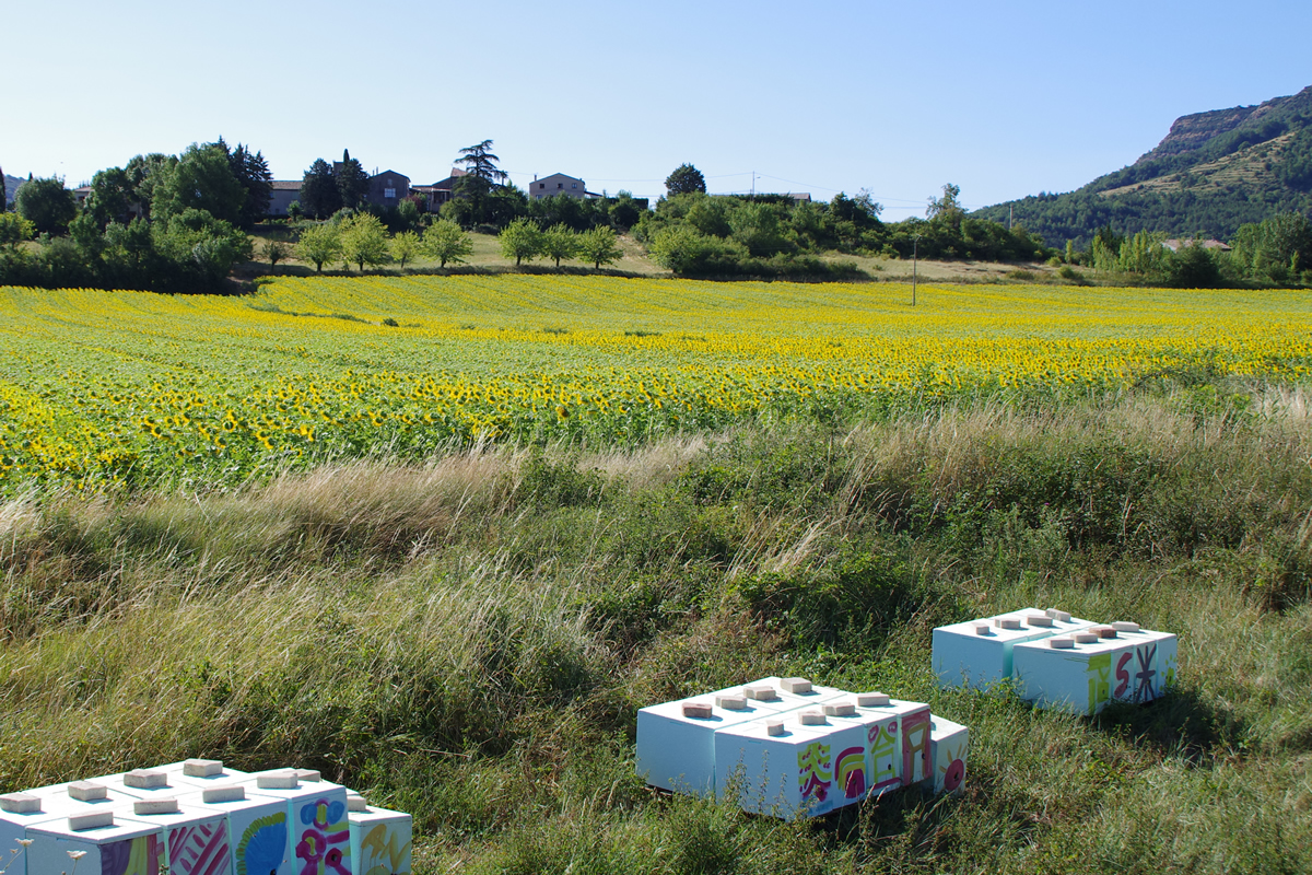 Production de semences de tournesol - Pollinisation par des ruchettes © Gnis-Philippe Roux