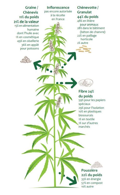 Les utilisations du chanvre - Source : Interchanvre